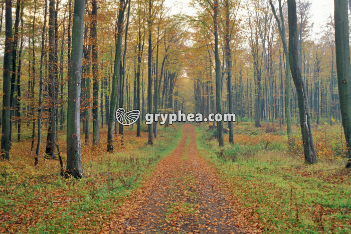 Futaie de Hêtres - gryphea.com